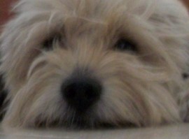 Duke